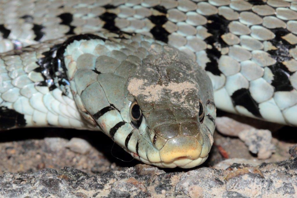 Natrice dal collare adulta